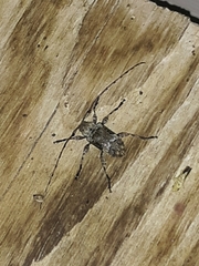 Leptostylus transversus