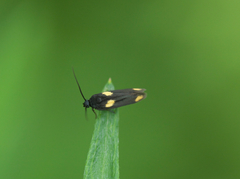 Scythris sinensis