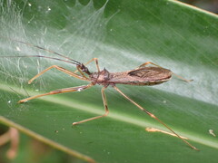 Epidaus sexspinus