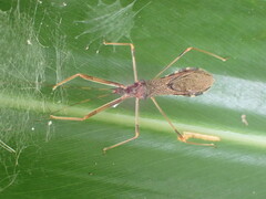 Epidaus sexspinus