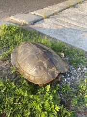 Graptemys geographica