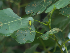 Burmagomphus collaris