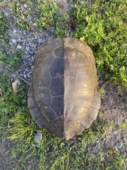 Graptemys geographica