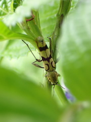 Chlorophorus signaticollis