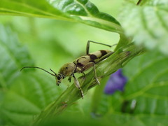 Chlorophorus signaticollis