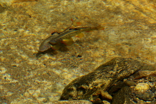 Gobionidae