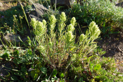 Castilleja thompsonii