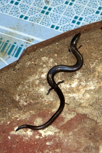 Lygosoma siamense