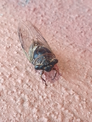 Diceroprocta pronotolinea