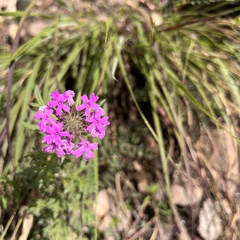 Glandularia chiricahensis