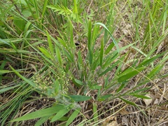 Dichanthelium praecocius