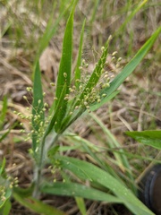 Dichanthelium praecocius