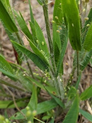 Dichanthelium praecocius