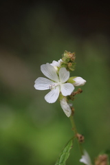 Sidalcea candida