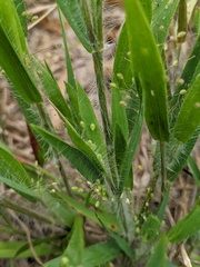 Dichanthelium praecocius