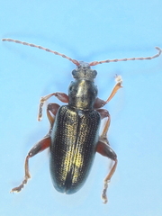 Plateumaris consimilis