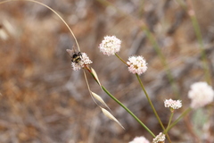 Eriogonum nudum auriculatum