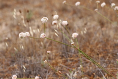 Eriogonum nudum auriculatum