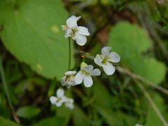 Arabis crucisetosa