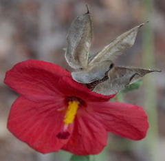 Abelmoschus moschatus tuberosus