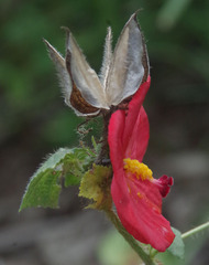 Abelmoschus moschatus tuberosus