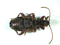 Plateumaris consimilis