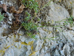 Boechera microphylla