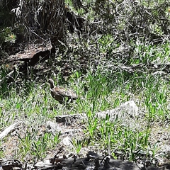 Dendragapus fuliginosus