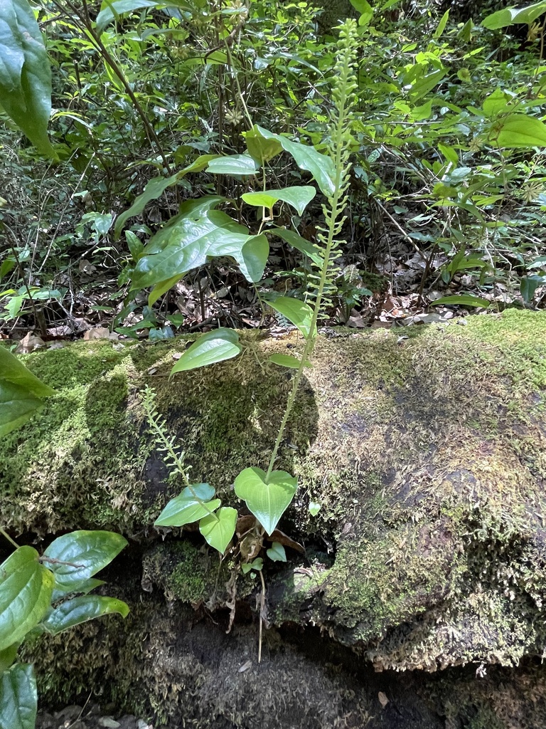 Malaxis maianthemifolia
