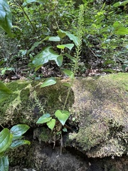 Malaxis maianthemifolia