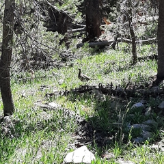 Dendragapus fuliginosus