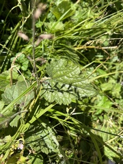 Tolmiea diplomenziesii