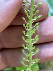 Malaxis maianthemifolia