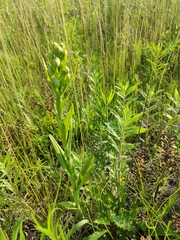 Platanthera praeclara