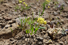 Lomatium brandegeei