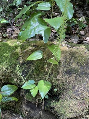 Malaxis maianthemifolia