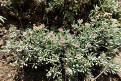 Eriogonum thymoides