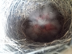 Emberiza cioides