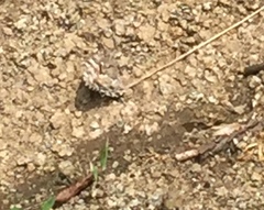 Hipparchia pellucida