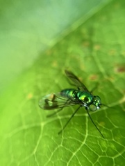 Condylostylus patibulatus