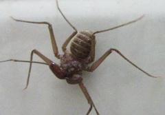 Charinus ioanniticus