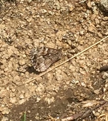 Hipparchia pellucida