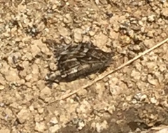 Hipparchia pellucida