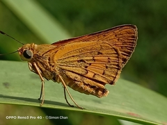 Cephrenes trichopepla