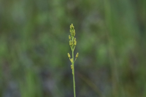 Image of Narthecium americanum by (c) er-birds, some rights reserved (CC BY)