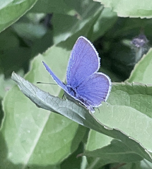 Cupido amyntula maritima