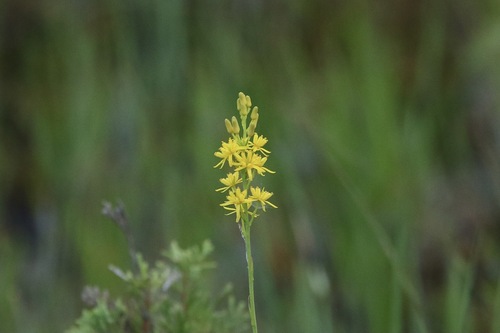 Image of Narthecium americanum by (c) er-birds, some rights reserved (CC BY)