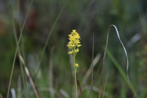 Image of Narthecium americanum by (c) er-birds, some rights reserved (CC BY)