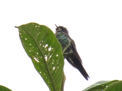 Ramphomicron microrhynchum