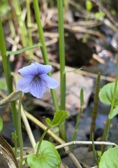 Viola epipsiloides